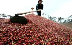 Tích trữ cà phê, nhiều doanh nghiệp lỗ nặng