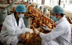 Người chăn nuôi thờ ơ với phòng cúm gia cầm