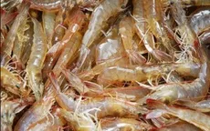 Giá tôm sụt giảm mạnh, nông dân bế tắc
