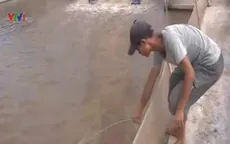 Thái Bình: Người nuôi tôm khó tìm thương lái