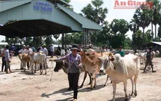 An Giang: Khó kiểm soát tình trạng nhập trâu bò qua biên giới