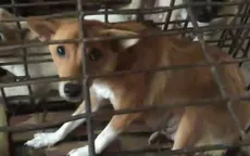 Phú Yên: Táo tợn nạn trộm chó ở làng quê