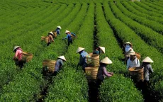 Lâm Đồng: Hàng trăm hộ trồng chè rơi vào cảnh bế tắc