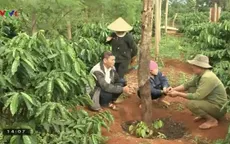 Tây Nguyên: Diện tích trồng hồ tiêu tăng mạnh