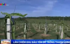 Nông dân Bình Thuận ngang nhiên lấn chiếm khu bảo tồn để trồng thanh long