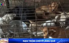 Trộm chó ngày càng manh động, liều lĩnh