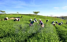 Chè Lâm Đồng đạt tiêu chuẩn xuất khẩu sang châu Âu, Đài Loan (Trung Quốc)