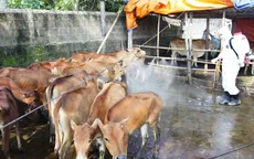 Hà Tĩnh: Tiêu hủy 18 con lợn bị lở mồm long móng