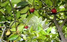 Khánh Hoà: Cây măng cụt mang lại lợi nhuận cho người dân Khánh Sơn
