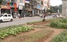 Người dân Thủ đô trồng rau sạch dưới chân tuyến đường sắt trên cao
