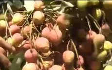 Thu hoạch sớm, người trồng vải thu nhập cao