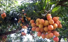 Vải Bắc Giang được mùa, được giá