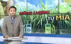 Tạo năng lượng từ cây mía: Việt Nam tận dụng đến đâu?