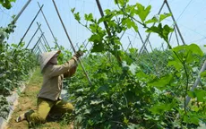 TP.HCM hỗ trợ 50% chi phí cho nông dân áp dụng mô hình VietGAP