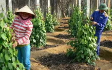 Bình Định mở rộng diện tích hồ tiêu