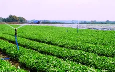 Trồng rau trái vụ - Hướng đi mới trong sản xuất rau an toàn