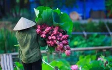 Sen đầu mùa: Thơm ngát từ đầm ra phố