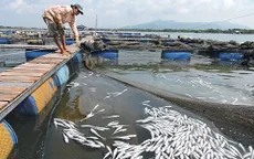 Cá chết trên sông Chà Và: Doanh nghiệp phải bồi thường cho người dân