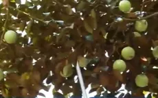 Giá vú sữa giảm sâu, bà con nhà vườn vẫn có lãi