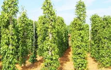 Giấy chứng nhận địa lý giúp hồ tiêu gia tăng lợi nhuận