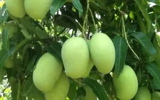 Đề nghị Nhật Bản mở cửa cho xoài Việt Nam