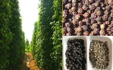 Hồ tiêu xuất khẩu đạt giá kỷ lục 9.500 USD/tấn