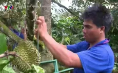 Nông dân Đăk Lăk lãi lớn nhờ mô hình canh tác dưới tán rừng