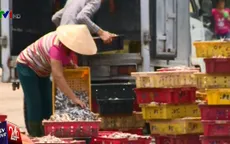 Đầu tháng 9 mới có thể công bố độ an toàn của cá biển miền Trung