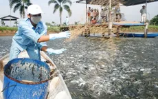 Cảnh giác tình trạng thương lái Trung Quốc mua cá tra quá lứa