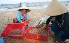 Ngư dân Quảng Bình được mùa ruốc biển nhưng giá giảm