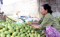 Giá xoài giảm mạnh do tin đồn thất thiệt