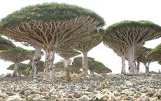 Khám phá Socotra - Hòn đảo được ví như hành tinh khác trên Trái đất