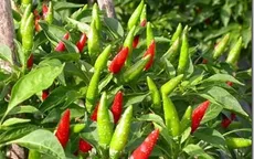 Công ty Hàn Quốc chi 2,1 triệu USD trồng ớt tại Việt Nam