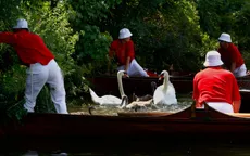 Truyền thống đếm thiên nga trên sông Thames ở Anh