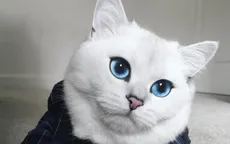 Chắc chắn bạn chưa từng thấy đôi mắt nào xanh như thế này!