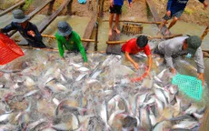 Một năm khó khăn chồng chất với người nuôi cá tra