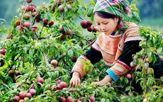 Ngất ngây mùa mận chín Mộc Châu