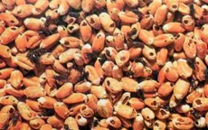 Dừng nhập khẩu lạc từ Senegal vì phát hiện 2 loại mọt nguy hiểm