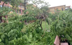 Hà Nội khẩn trương di dời cây đổ sau bão
