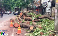 Hà Nội sẽ rà soát cây xanh tại 2.000 trường học