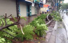Hà Nội kiểm điểm các đơn vị trồng cây không đảm bảo