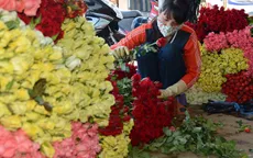 Hoa Đà Lạt sau thu hoạch bị tổn thất đến 40%
