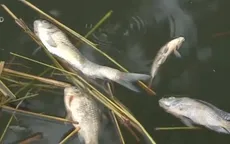 Hiện tượng cá chết ở Hòa Bình: Xét nghiệm mức độc hại của chất thải