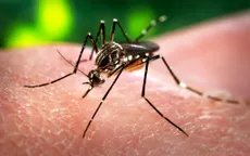 Virus gây teo não thai nhi hoàn toàn có thể xâm nhập Việt Nam