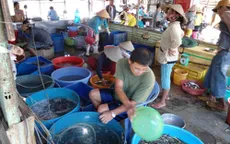 Đồng Tháp: Chợ cá đồng Trường Xuân tấp nập mùa nước nổi