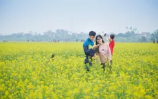 Rực rỡ cánh đồng hoa cải quê lúa Thái Bình