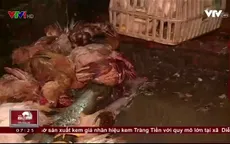 Ám ảnh những lò mổ gia cầm siêu bẩn