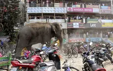 Voi lạc nổi giận phá hủy hàng trăm nhà dân tại Ấn Độ