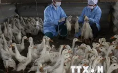 Cảnh báo nguy cơ bùng phát dịch H5N1 tại Cà Mau