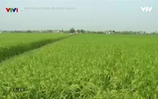 Thái Bình phát huy hiệu quả chuỗi liên kết trong sản xuất nông nghiệp